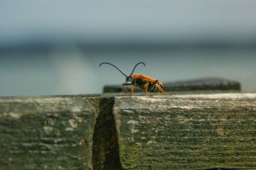 insect nature garden