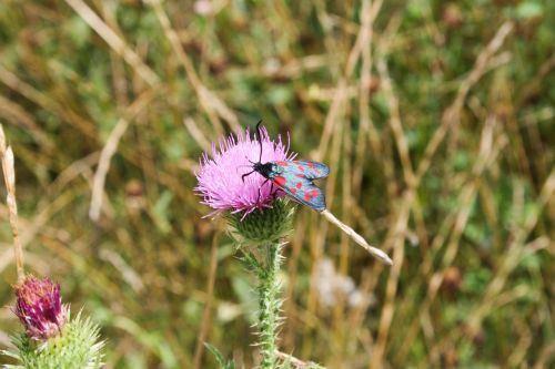 insect plant flora