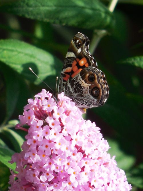 insect butterfly fly