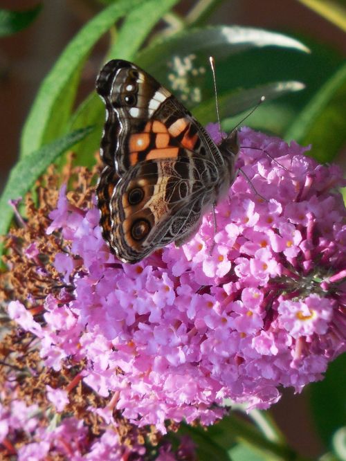 insect butterfly fly