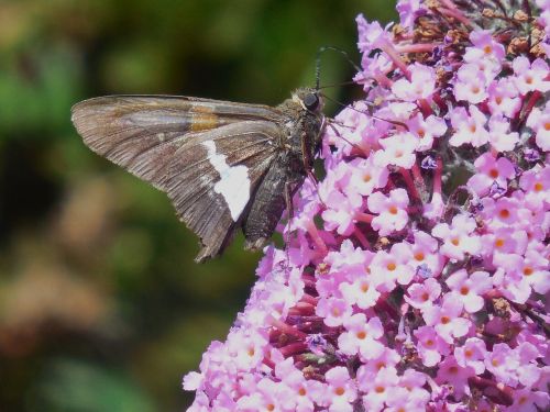 insect butterfly fly