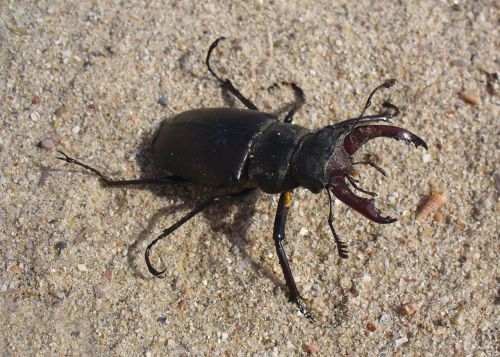 insect stag beetle bug