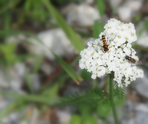 insect day flower