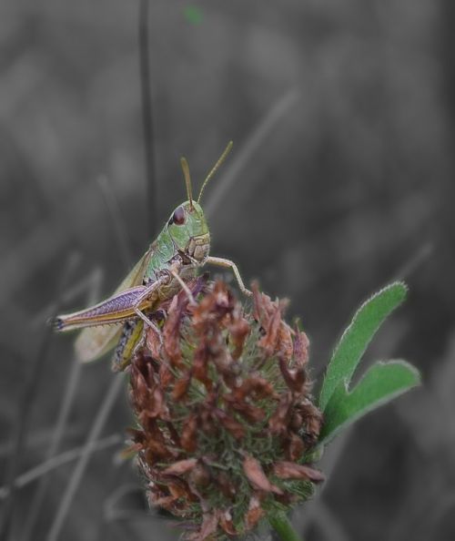insect grass grasshopper