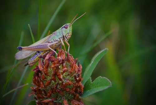insect grass grasshopper