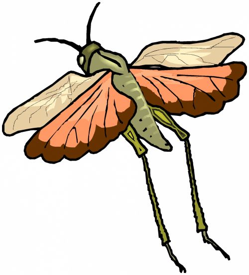Insect 91