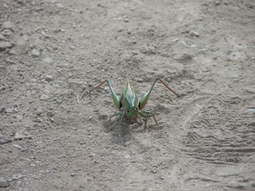 insect bug creeping