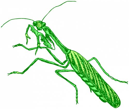 Insect 93