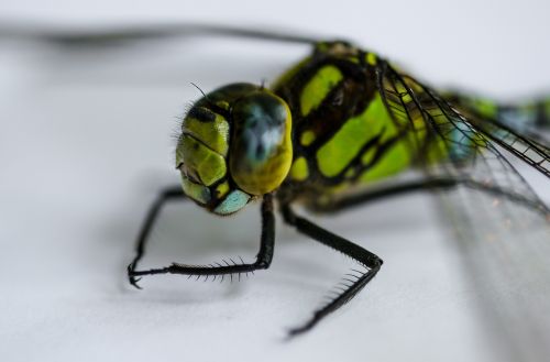 insect dragonfly close