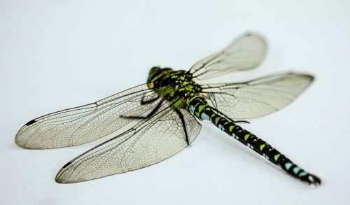 insect dragonfly close