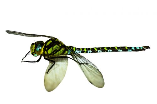 insect dragonfly close