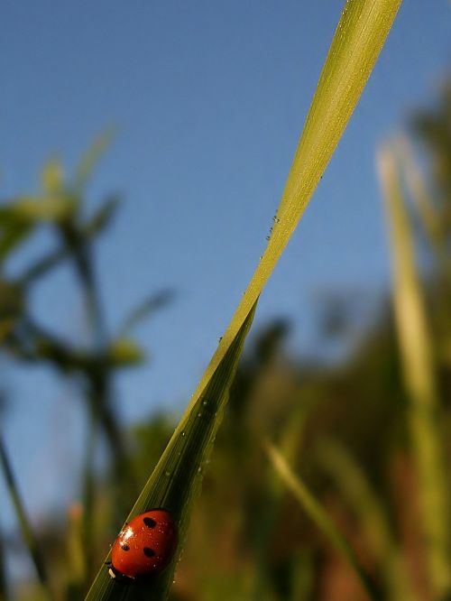 insect ladybug red