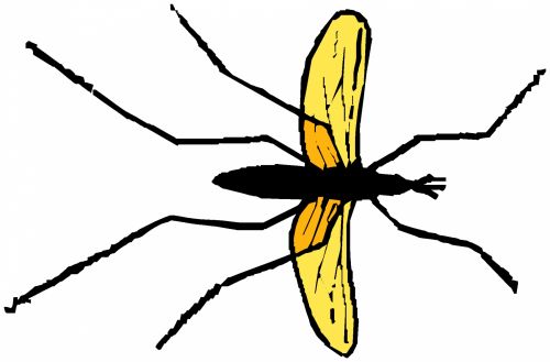 Insect 95