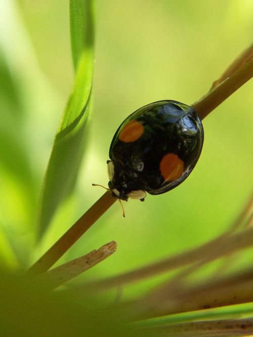 insect ladybug macro