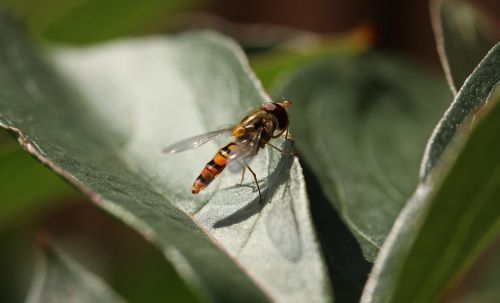 insect leaf nature