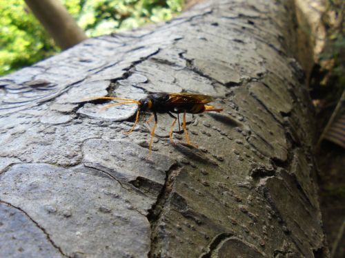 insect tree bark bark