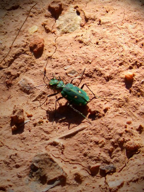 insect green beetle