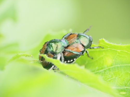 insect beetle scarab