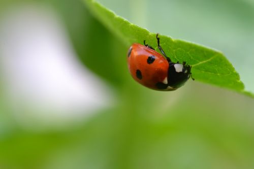 insect ladybug nature