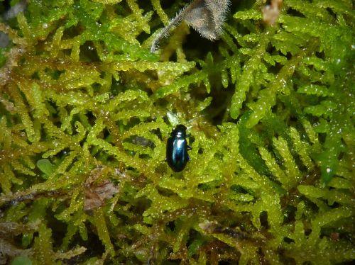 insect bright green moss