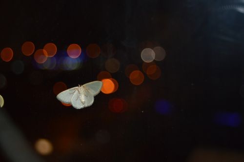 insect by the window insect butterfly