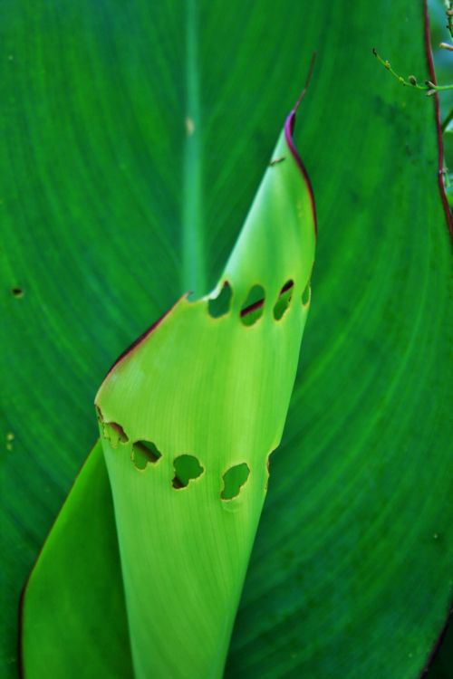 Insect Eaten Unfurled Leaf