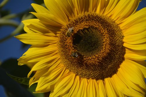 insect garden summer nature