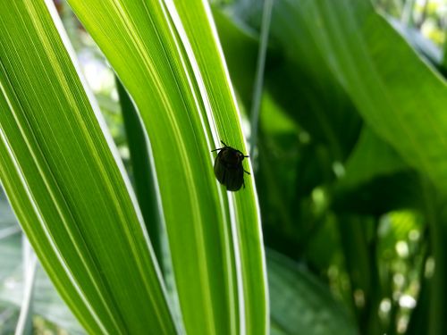 Insect On A Green Leaf