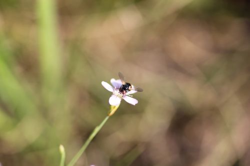 insect on little white flower macro grass