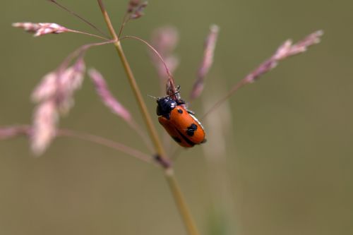 insecta red black