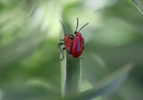 insecta  red  pair