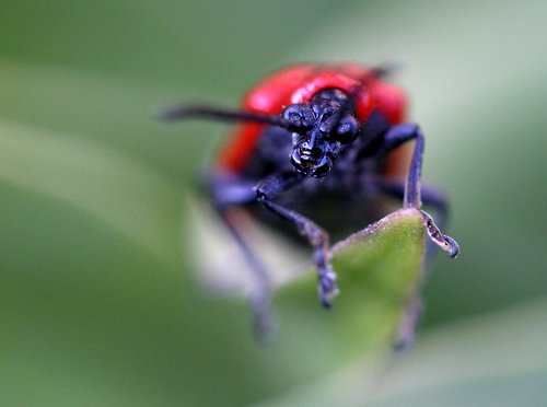 insecta  red  monster