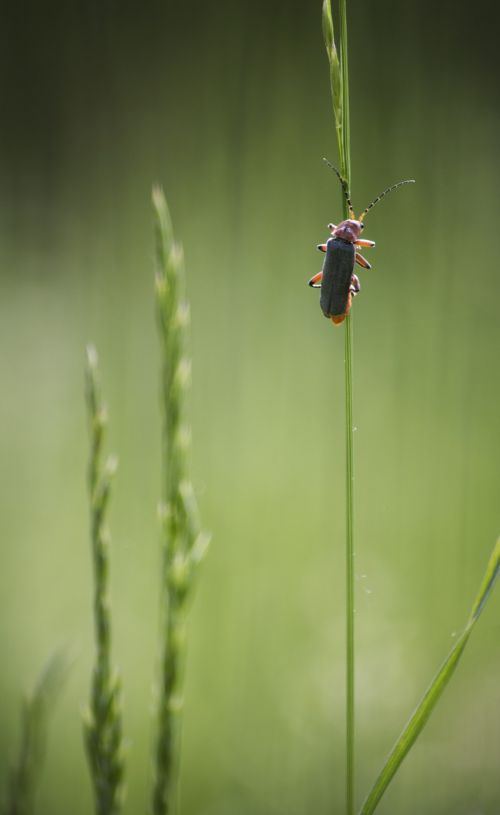 insecta nature green