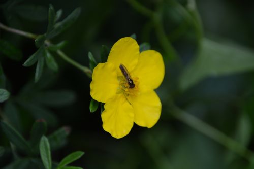 Insect And Flower