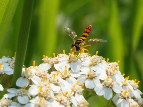 Insect On Flower