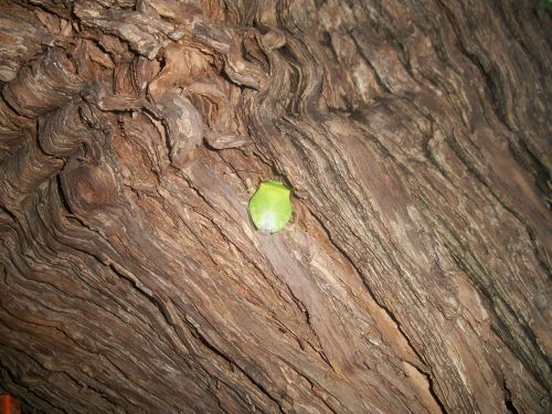 Green Insect