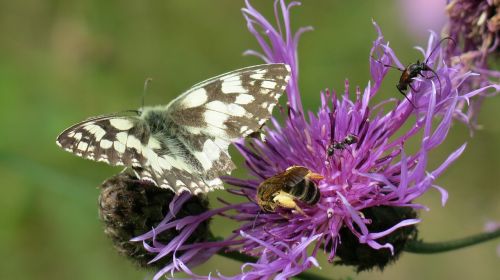 insects butterfly macro