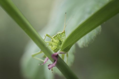 insects grasshopper green