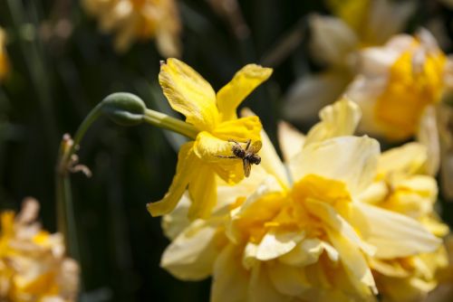 insects flower bee