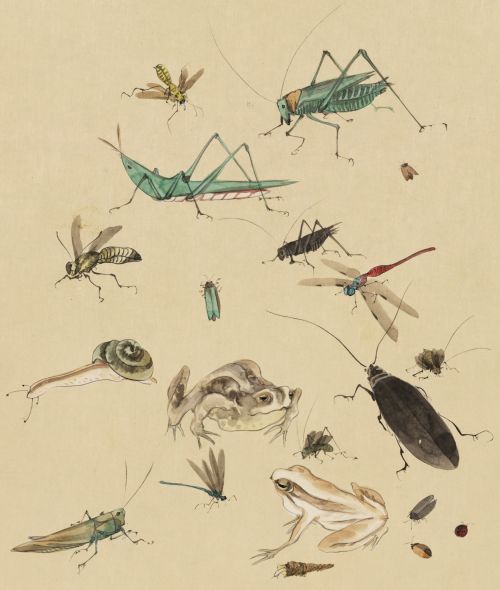 Insects