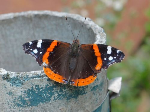 insects butterfly insect