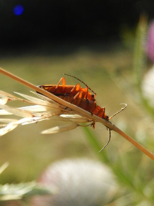 insects field nature