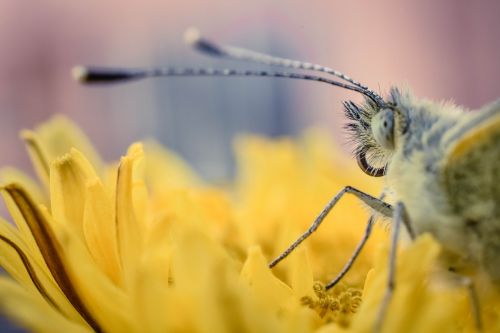 insect outdoor green