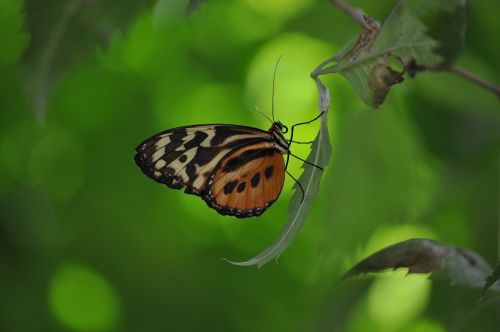 insects butterflies leaves