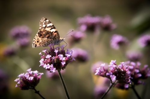 insects flowers butterfly