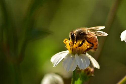 insects bees wildflowers