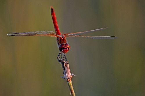 insects dragonfly closeup