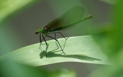 insects dragonfly macro