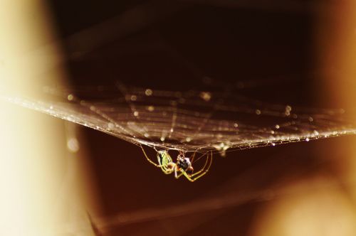 insects nature armenia