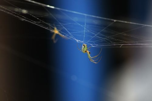 insects nature armenia